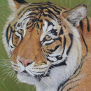 Buscar gato grande posters Gatos salvajes