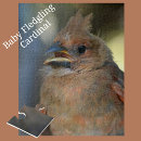 Buscar cardenales fotografía Pájaro