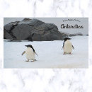 Buscar la antártida postales Pájaros
