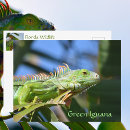 Buscar reptil fotografía Iguana