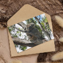 Buscar koalas postales 6 º pesadilla