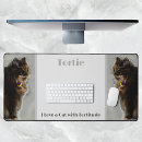 Buscar felines fotografía Para todos