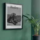 Buscar perro perdido posters Gato