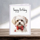 Buscar malteses Rojo