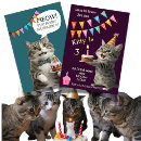 Buscar puss Gatos