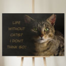 Buscar gracias mascotas 9 º gata