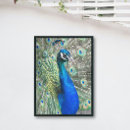 Buscar pájaros bonitos posters General y unisex