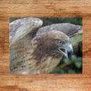 Buscar halcones puzzles Aves de presa