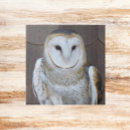 Buscar owl azulejos Búho