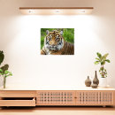 Buscar gato grande posters arte galeria Vida silvestre