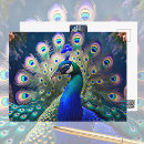 Buscar pavo real postales Verde