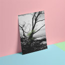 Buscar árbol blanco posters Viajar