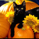 Buscar niños de halloween pegatinas General y unisex