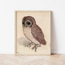 Buscar pequeño búho posters Pájaro