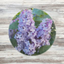 Buscar flores la lila tablas cortar Para todos