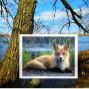 Buscar vulgares postales Zorros