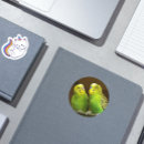 Buscar parakeet fotografía Loro