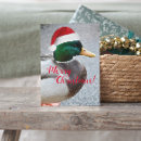 Buscar mallard duck postales Aves acuáticas