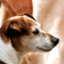 Buscar jack russell terrier pegatinas Adorable