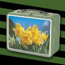 Buscar narcisos almacenaje alimentos Fotografía floral