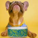 Buscar tienda mascotas Moderno