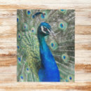 Buscar pluma del pavo real puzzles General y unisex