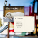 Buscar gatito blanco postales Para todos