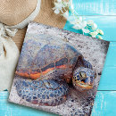 Buscar tortuga fotografía Hawaii