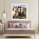 Buscar equino fotografía Naturaleza