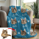 Buscar maine coon Azul