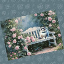 Buscar ragdoll tarjetas Ojos azules