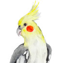 Buscar parrot pegatinas Acuarela
