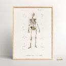 Buscar anatomía humana posters Esqueleto