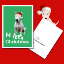Buscar bull terrier tarjetas Perro