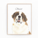 Buscar st bernard fotografía Para todos