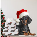 Buscar dachshund papel de regalo Cachorro