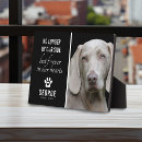 Buscar photo mascotas Foto