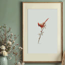 Buscar cardinal posters Cardinalis cardinalis