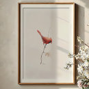 Buscar cardinal posters Cardinalis cardinalis