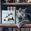 Buscar gatos azulejos Divertido