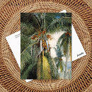Buscar palmeras del coco postales Para todos
