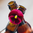 Buscar lila abrebotellas Botánico