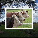 Buscar vacas lecheras postales Granja