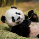 Buscar bambú puzzles Adorable