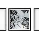 Buscar pino fotografía Árbol