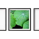 Buscar gotas fotografía Para todos