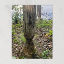 Buscar castor fotografía Naturaleza