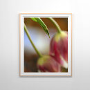 Buscar tulipán rosado posters Fotografía