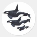 Buscar orca pegatinas Blanco