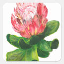 Buscar protea pegatinas Tropical